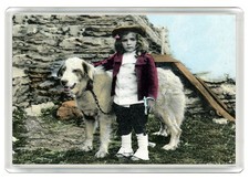 Pyrenean mountain dog - mountain, fridge