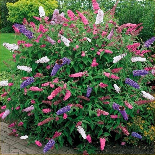 Buddleia tricolour 2l - tricolour, –