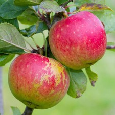 Apple James Grieve Tree