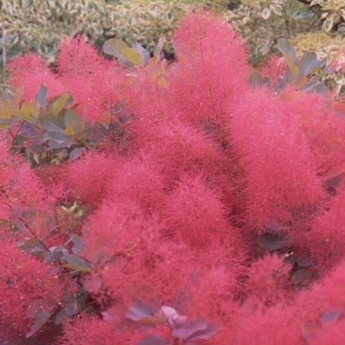 Cotinus ruby glow smoke bush - cotinus,