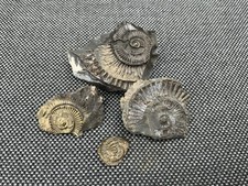 4x Pyrite Fossil Ammonite