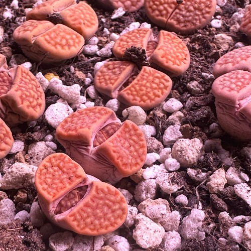 Double head orange red lithops - head,