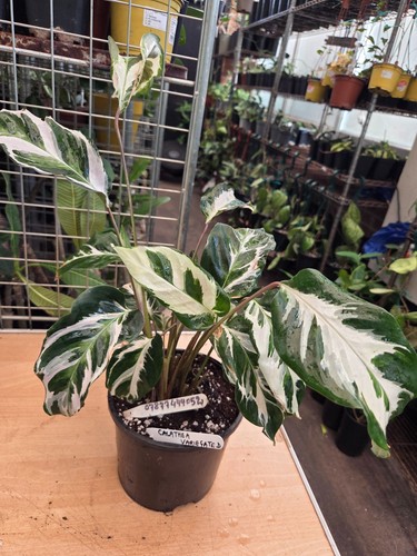Calathea white fusion very - calathea,