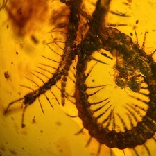 CENTIPEDE in Burmese / Burmite amber fossil / 100% genuine amber 