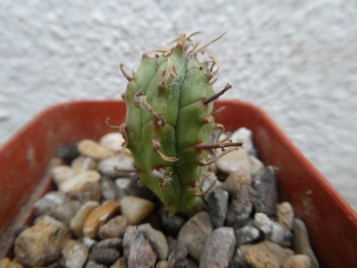Euphorbia stellaespina shown - euphorbia,