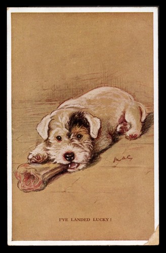 Sealyham terrier dog - sealyham,