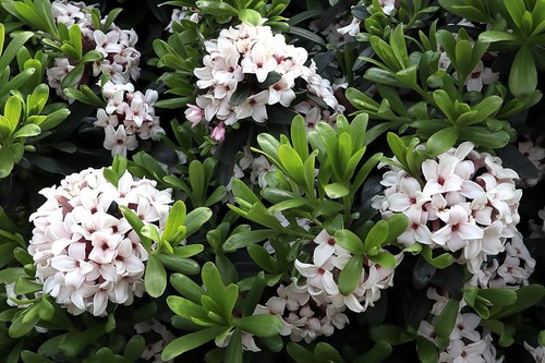 Daphne eternal fragrance - daphne, ‘eternal