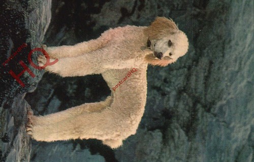 Picture postcard dog - postcard:;dog,, apricot