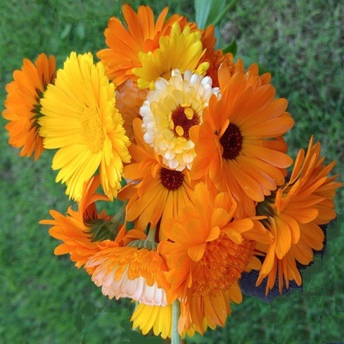 Pot marigold cornucopia mix - marigold, mix'