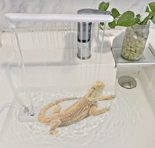 Bearded Dragon Bath Shower