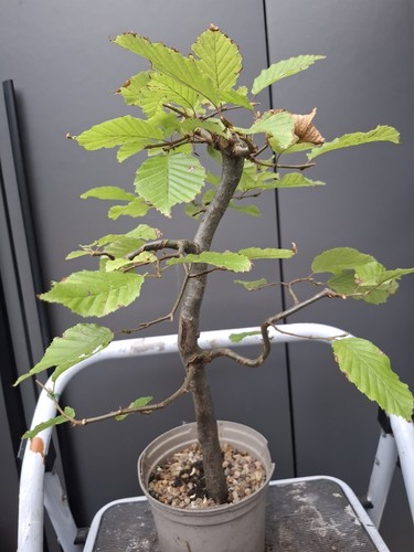 Part trained hornbeam - part, bonsai