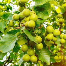 Walnut Tree 'Juglans Regia' - 2 x Tall Plants in 10 Litre Pots - 50-60cm Height