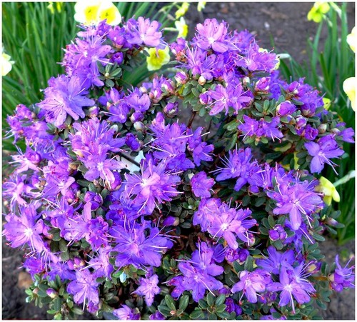 Dwarf rhododendron japonica - dwarf,