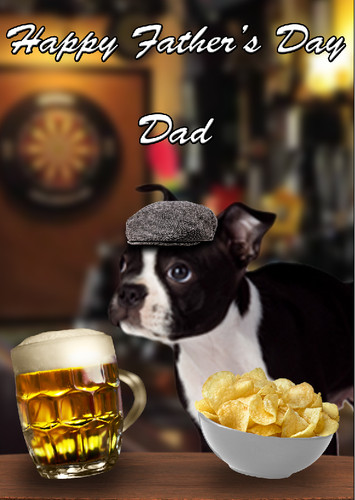 Boston terrier puppy dog - terrier, a5