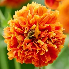 Geum Orange pumpkin perennial
