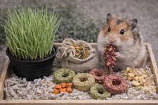 Hamster Gerbil Grazing Kit