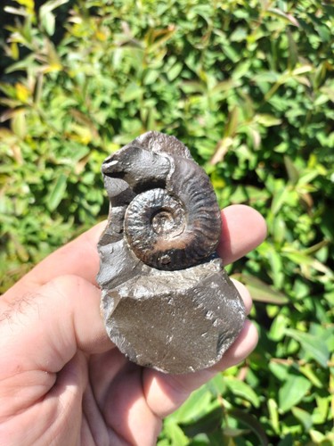 Cleviceras ammonite whitby - cleviceras,