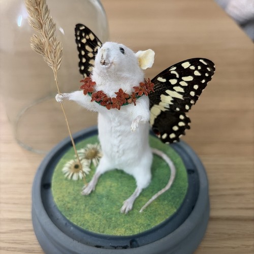 Taxidermy fairy mouse in - taxidermy, ‘fairy’