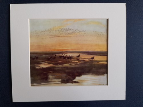 Vintage peter scott - peter, print