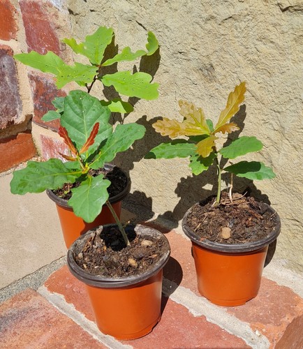 Oak tree sapling plant - oak,