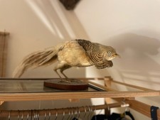 Antique taxidermy golden - antique,