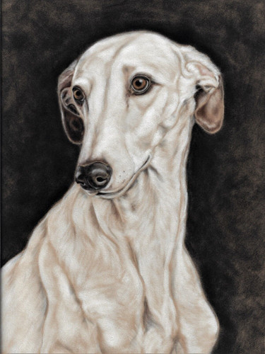 Greyhound print lurcher - greyhound,