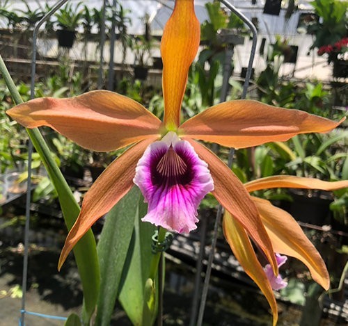 Cattleya laelia tenebrosa yd - cattleya,