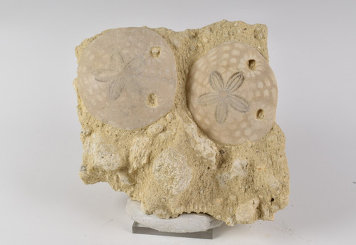 Fossil sand dollar matrix - fossil,