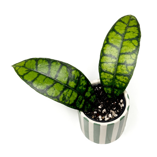 Hoya black cat - hoya,