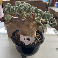Rare Cacti Cyphostemma uter