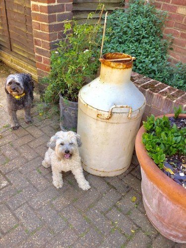Large vintage milk urn churn - vintage,