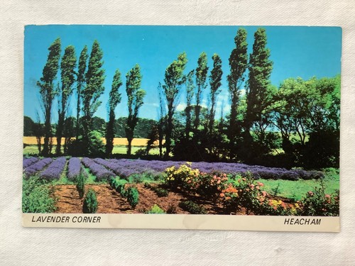 Lavender corner heacham - lavender,