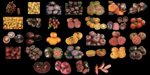 Heirloom tomato seed 32 rare - seed,