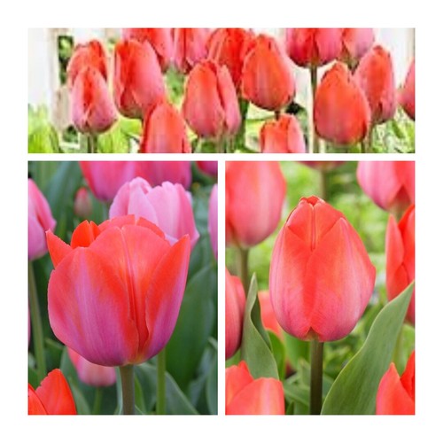 Darwin tulip orange - orange, x