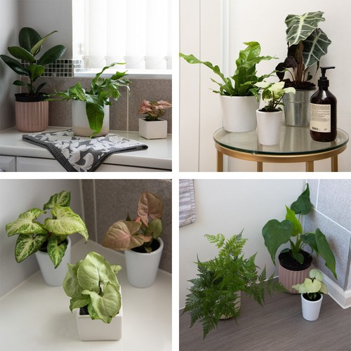 Green mix potted indoor - mix,