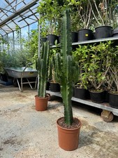 Euphorbia Ingens Cactus Huge 750 Mm Quality Indoor Plants actual pictures