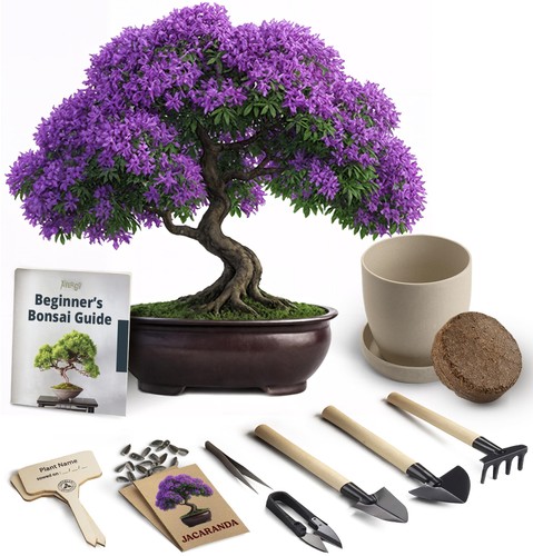 Bonsai starter kit - kit, –