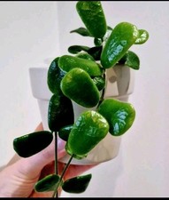 Hoya Rotundiflora Fresh