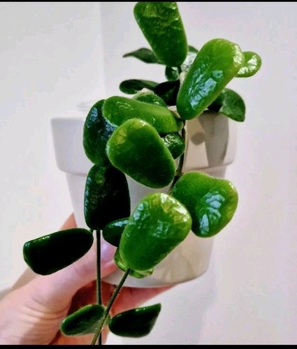 Hoya rotundiflora fresh - hoya,
