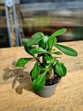 Adenium Obesum Desert Rose |