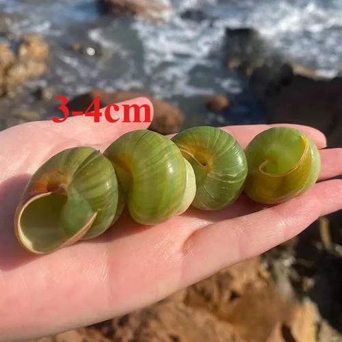 2pcs green apple snail - 2pcs,