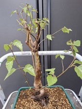 high quality silver birch