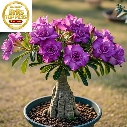 Perennial desert rose - perennial, rose-