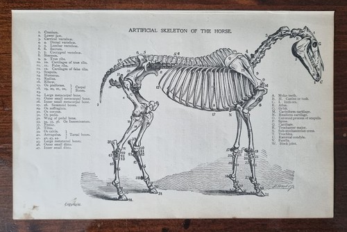 Antique anatomical print 1900 - print,