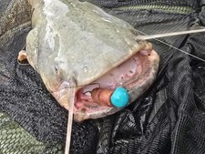 Basic Wels catfish Pellet