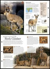 Klipspringer #263 Mammals - Discovering Wildlife Fact File Fold-Out Card