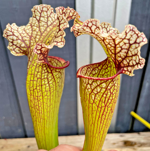 Sarracenia moorei purpurea - sarracenia,