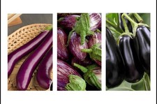 Aubergine plant plug mixed - plug,