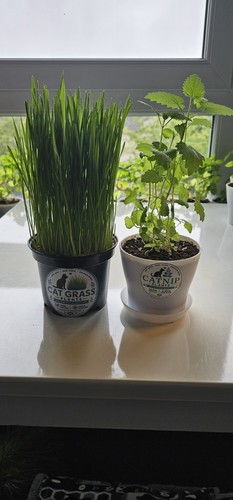 Live catnip plant - live,