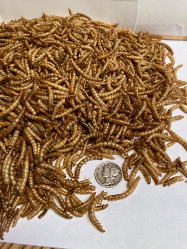 Premium dried meal worms - dried,